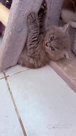 Ragdoll solid color blue