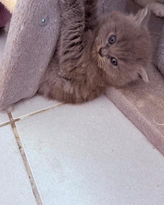Ragdoll solid color blue