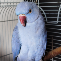 Parrocchetto dal collare