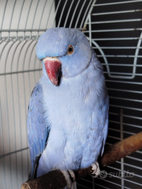 Parrocchetto dal collare