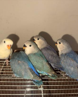 Pappagallini inseparabili allevati a mano