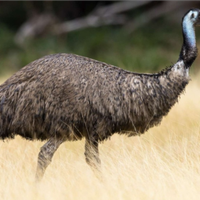 Emù Australiano Struzzo