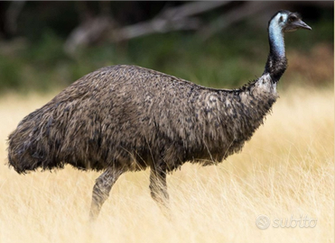 Emù Australiano Struzzo