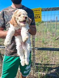 lagotto romagnolo