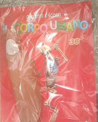 Divertiti e Scopri Il Corpo Umano Fascicolo 36