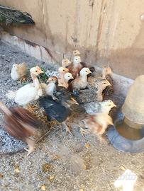 Fagiani e galline nane