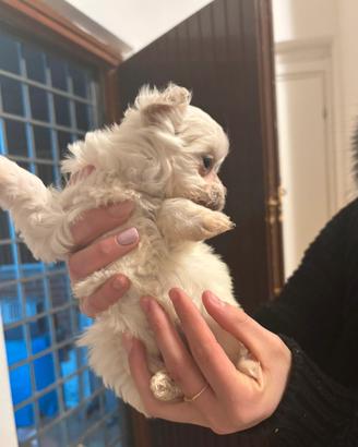 Maltese toy maschio