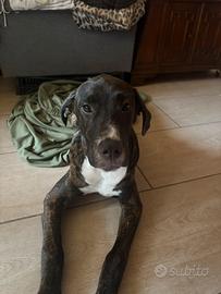 Incrocio pit bull