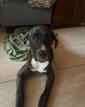 Incrocio pit bull