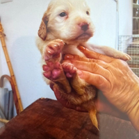 4 cuccioli di setter inglese