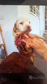 4 cuccioli di setter inglese