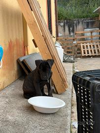 Cane corso