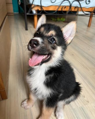Cuccioli mix Husky e Pastore Tedesco
