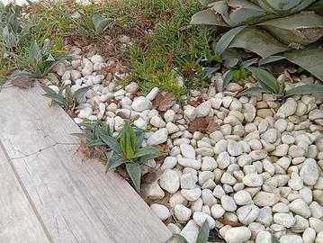 piccole piante di agave