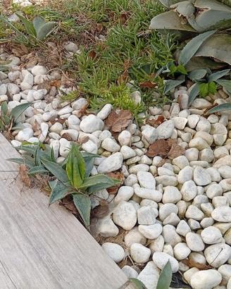 piccole piante di agave