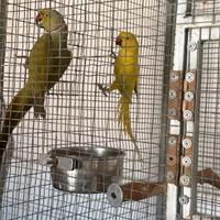 Coppia di collari più nido