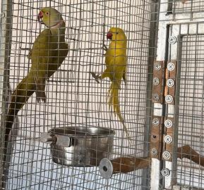 Coppia di collari più nido