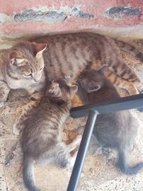 gattini grigi 