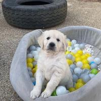 Cucciolata golden retriever maschi femmine
