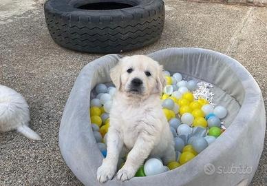 Cucciolata golden retriever maschi femmine