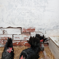 Gallina chabo nagasaki