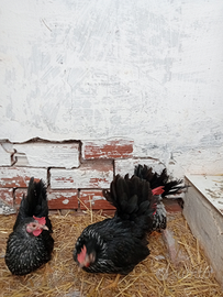 Gallina chabo nagasaki