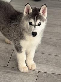 Siberian husky cuccioli
