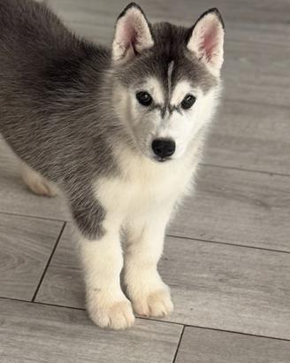 Siberian husky cuccioli