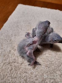 Lorichetti arcobaleno da imbecco