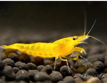 Neo Caridina Davidi Yellow