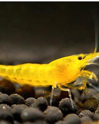 Neo Caridina Davidi Yellow