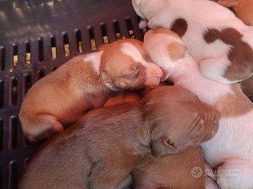 Pitbull ukc 