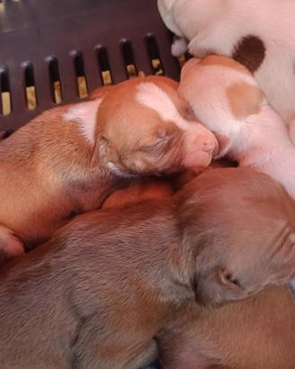 Pitbull ukc 