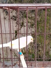 Canarina femmina gialla