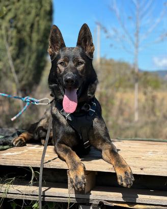 Cuccioli pastore tedesco