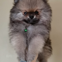 Volpino Pomerania ORANGE AMERICANO Pedigree ENCI