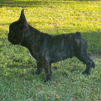 Bulldog francese
