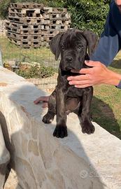 Femminuccia di cane corso