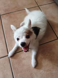 Volpino di Pomerania