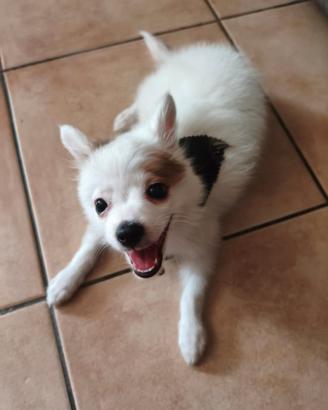 Volpino di Pomerania