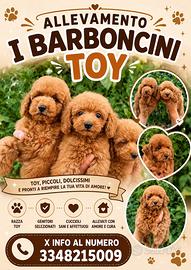 Barboncini toy