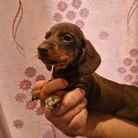 Cuccioli di bassotto cioccolato