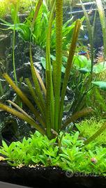 Vallisneria pianta acquatica facile + omaggio