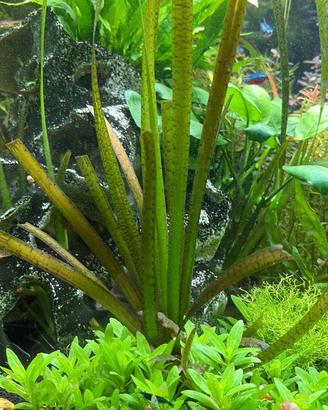 Vallisneria pianta acquatica facile + omaggio