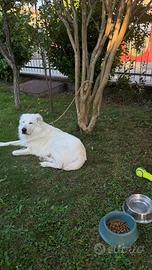 Cane da pastore maremmano abruzzese