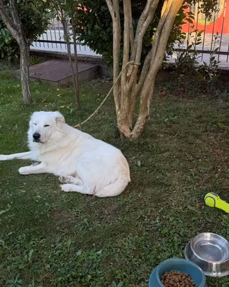 Cane da pastore maremmano abruzzese
