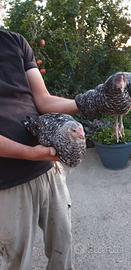 Pollastre di gallina ornamentale
