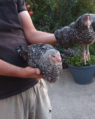 Pollastre di gallina ornamentale