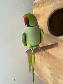 Parrocchietti dal collare