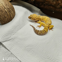 Geco leopardino